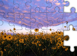 Kwiaty, Chmury, Niebo