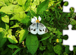 Biały, Motyl, Bielinek