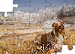 Owczarek australijski, Australian shepherd, Trawa