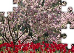 Ogród, Kwitnące, Drzewa, Czerwone, Tulipany