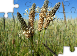 Trawy, Kłosy, Babka, Lancetowata