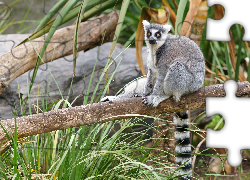 Lemur, Konar, Trawa
