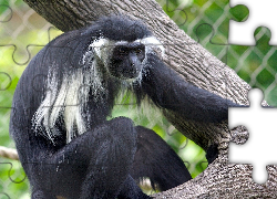 Małpka, Angola Colobus, Konar