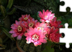 Kaktus, Różowe, Kwiaty