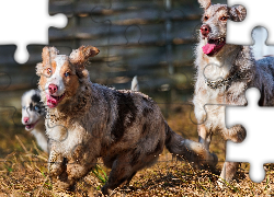 Owczarki australijskie, Australian shepherd