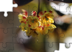 Berberys Thunberga, Żółte, Kwiaty, Krzew