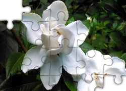 Biały, Kwiat, Gardenia