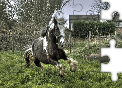 Koń, Galop, Trawa