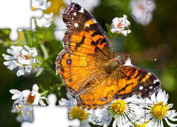 Motyl, Białe, Kwiaty