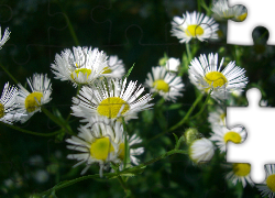 Przymiotno Białe, Kwiatki