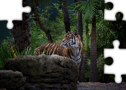 Tygrys, Kamień, Dżungla