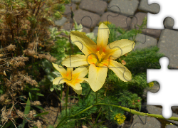 Żółte, Kwiaty, Ogród