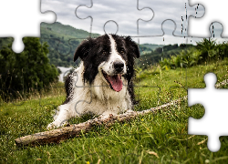 Border Collie, Łąka, Kij