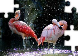 Dwa, Flamingi, Deszcz