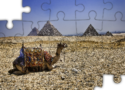 Wielbłąd, Pustynia, Piramidy