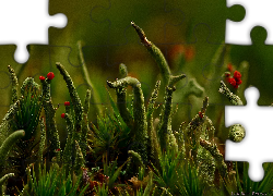 Cladonia, Porost, Zieleń, Makro