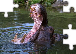 Hipopotam, Paszcza, Zęby