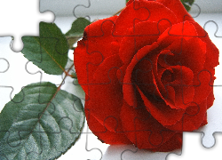 Czerwona, Róża, Listki