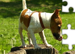 Jack Russell Terrier, Język, Pień