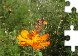 Żerujący, Motyl