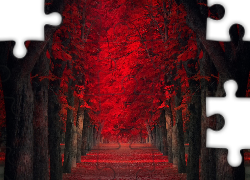 Jesien, Drzewa, Droga, Tunel, Park