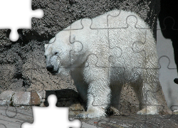 Niedźwiedź, Polarny, Skały