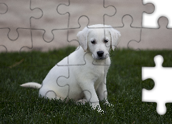 Szczeniak, Labrador Retriever, Trawa