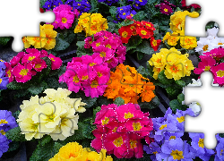 Kolorowe, Kwiaty, Prymule