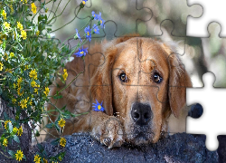 Golden Retriever, Kwiatki