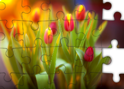 Tulipany