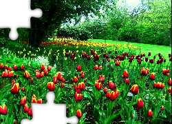 Tulipany, Drzewa