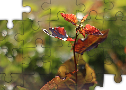 Liście, Kolorowe, Bokeh