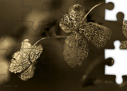 Suche, Roślinki, Koronki