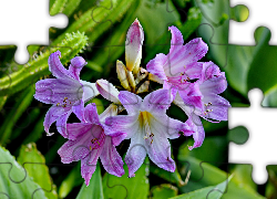 Purpurowe, Lilie