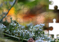 Białe, Kwiaty, Kolorowe, Tło