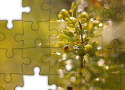 Roślina, Żółte, Jagody