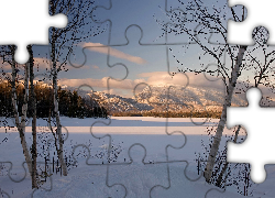 Brzozy, Zima, Góry, Las