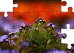 Fioletowe, Kwiaty, Rabatowe