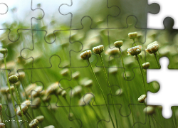 Kwiaty, Białe, Pąki