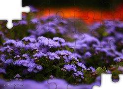 Fioletowe, Kwiaty, Rabatowe