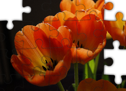 Tulipany