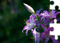 Purpurowe, Lilie