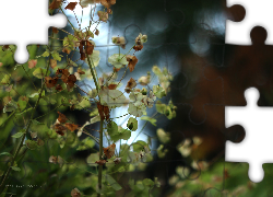 Kolorowe, Jesienne, Rośliny