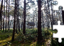Las, Drzewa, Paśnik