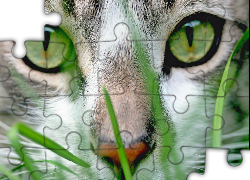 Kot, Maine coon, Zbliżenie, Zielone, Oczy
