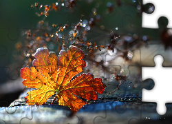 Jesienny, Liść, Suszki, Bokeh