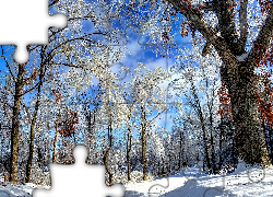 Zima, Droga, Ośnieżone, Drzewa