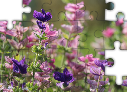 Rośliny, Różowe, Fioletowe, Liście