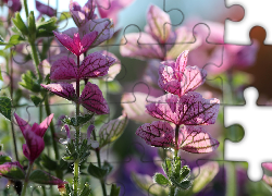 Rośliny, Różowe, Liście