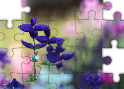 Kolorowe, Rośliny, Fioletowe, Liście